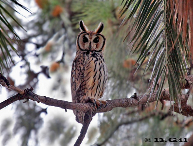 LECHUZÓN OREJUDO (Asio clamator) - Jardin Botánico-MONTEVIDEO (Octubre 2011)